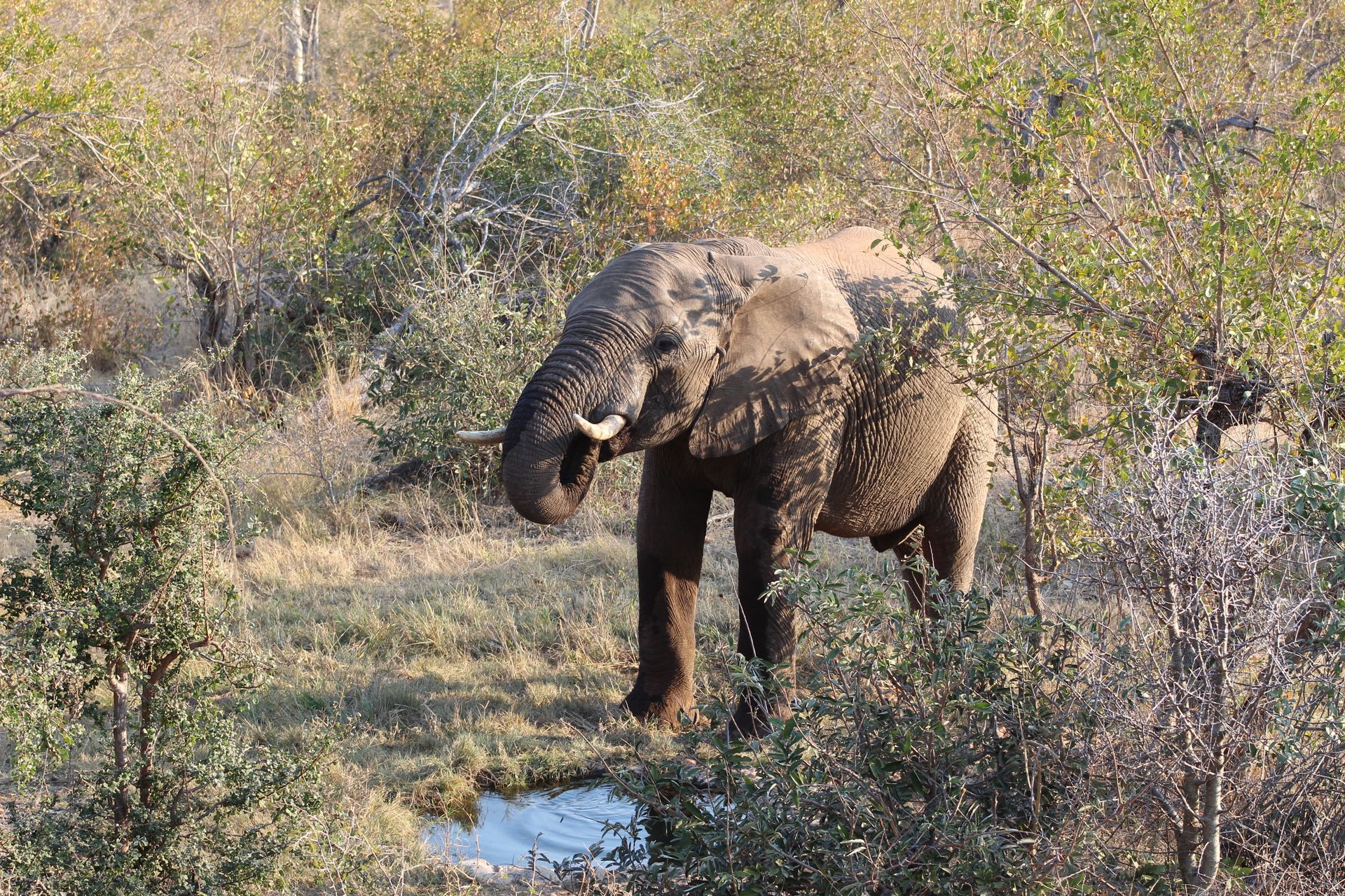 Photo Of An Elephant
