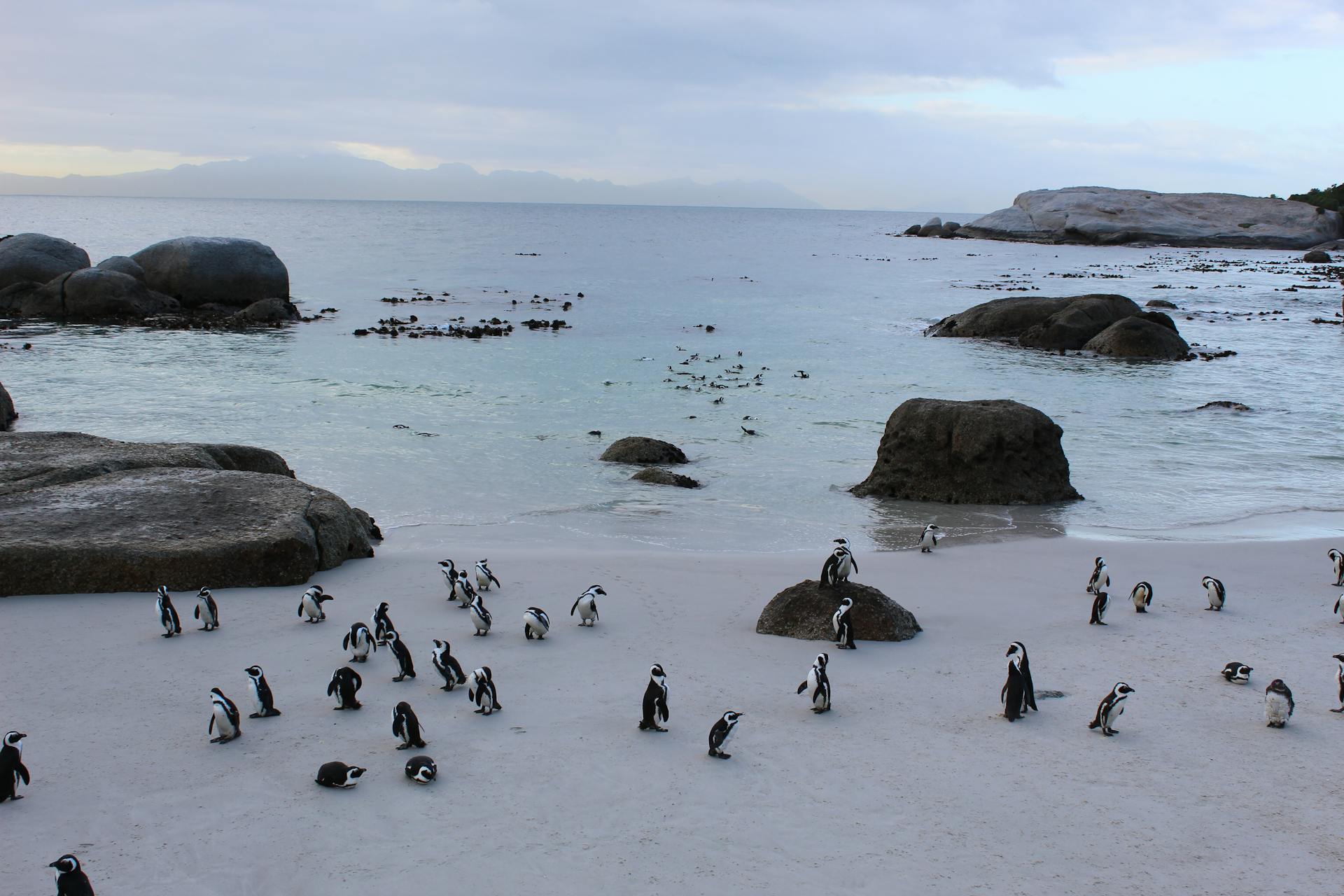 Penguins on White Sand Near Body of Water