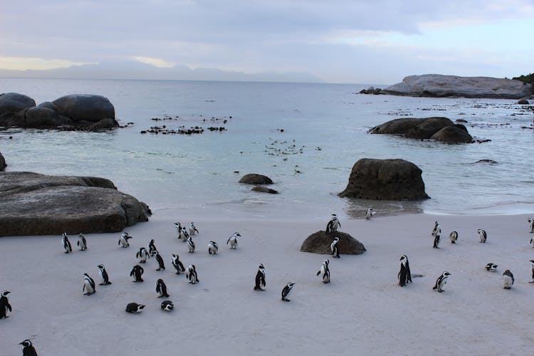 Penguins On White Sand Near Body Of Water