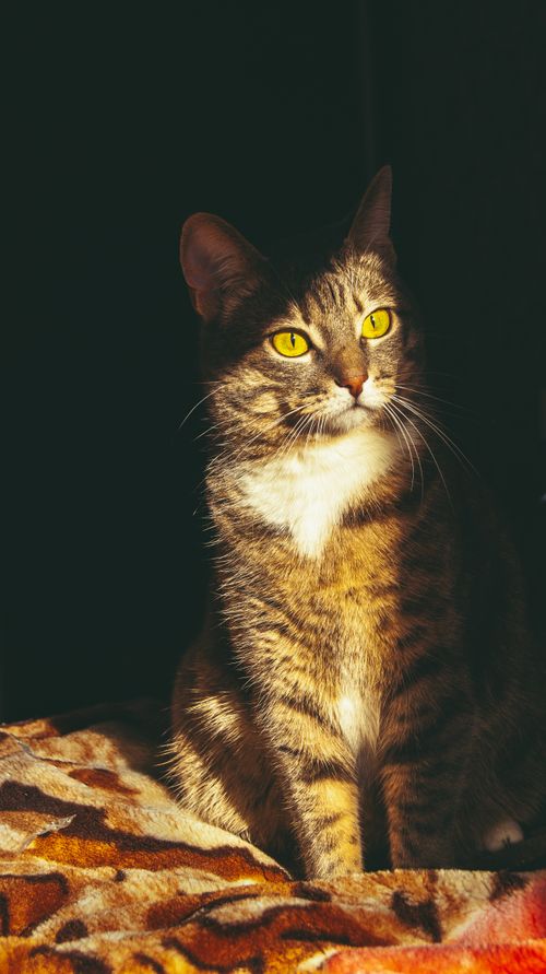 Free A domestic cat basking in warm sunlight, highlighting its striking yellow eyes. Stock Photo