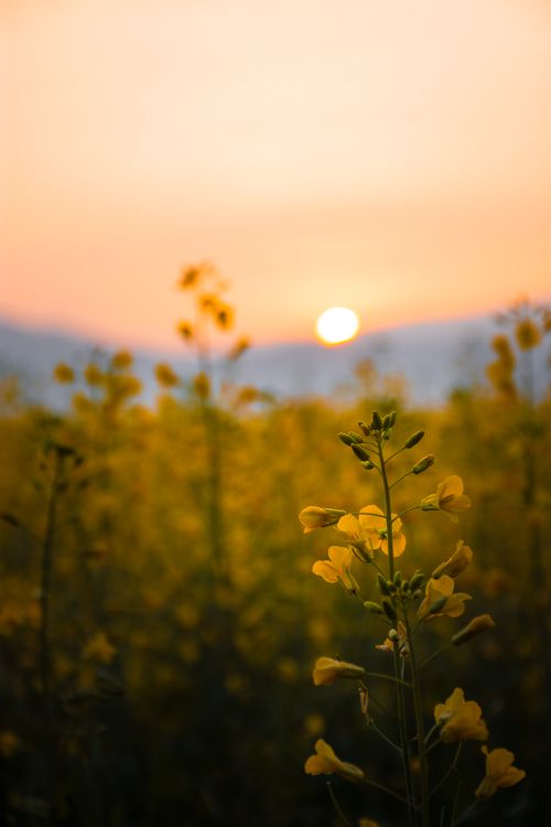 Free A serene scene of yellow flowers with a breathtaking sunset in the background. Stock Photo