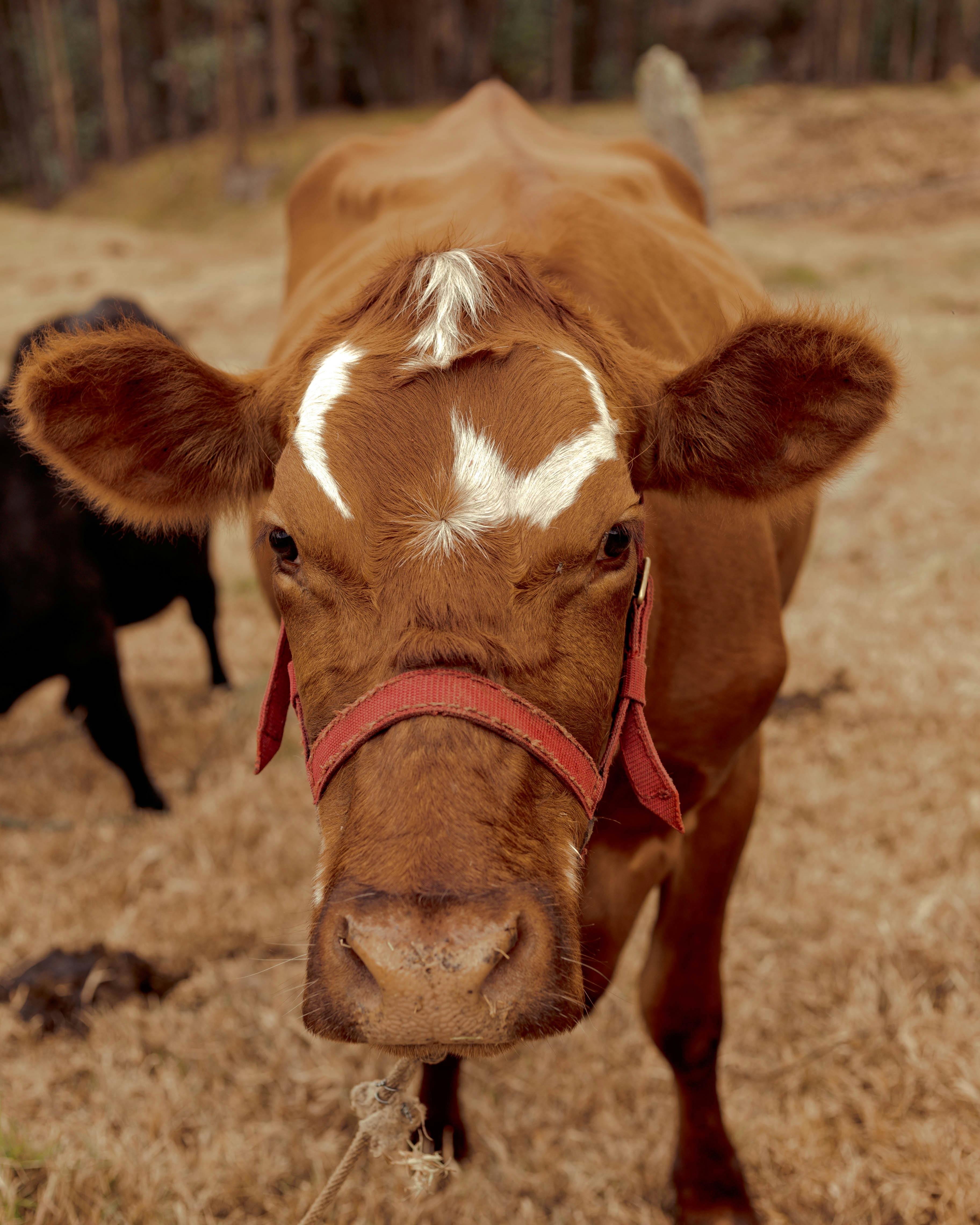 brown cow on brown field