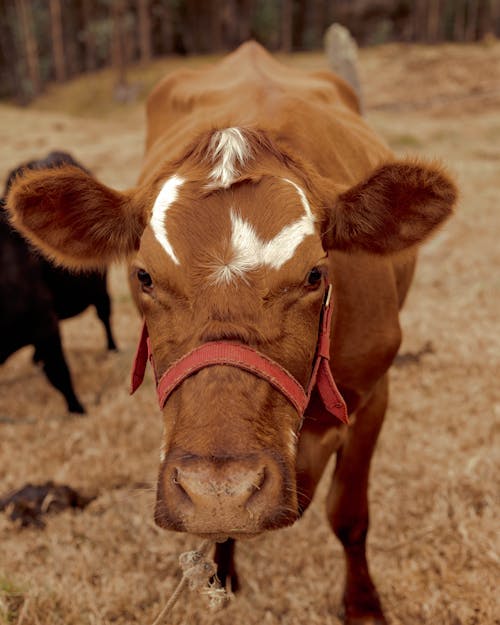 Free Brown Cow on Brown Field Stock Photo
