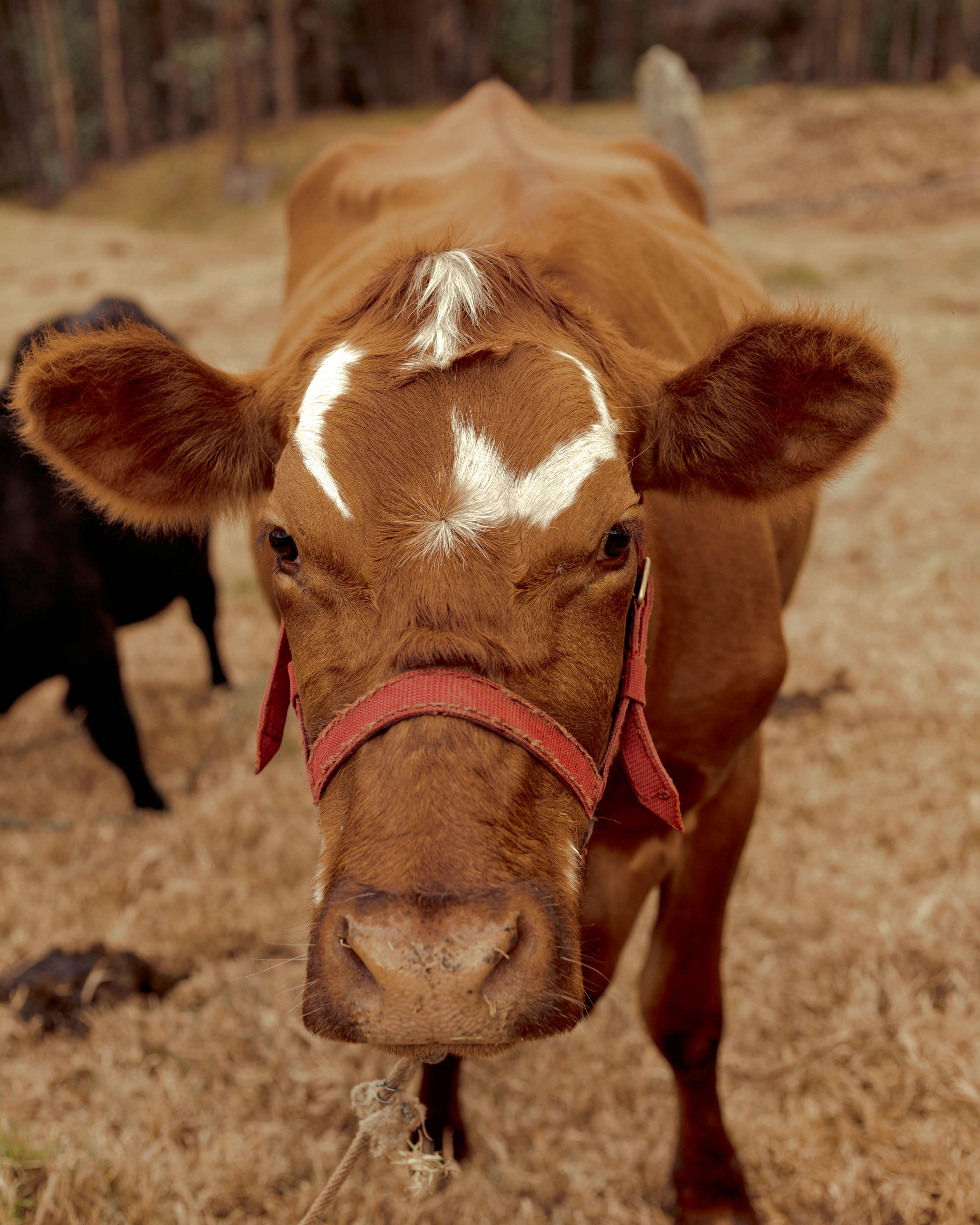 Brown Cow on Brown Field · Free Stock Photo