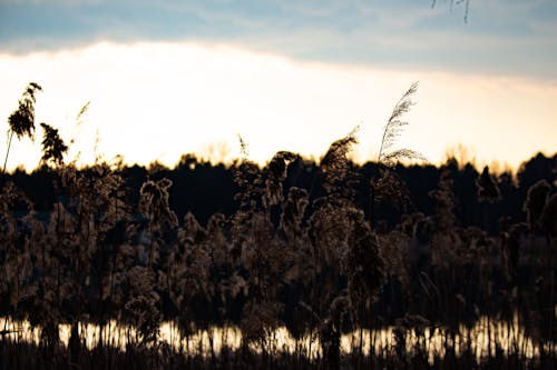 Immagine gratuita di erba, grano, lago