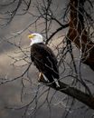 White and Brown Eagle on Brown Tree Branch