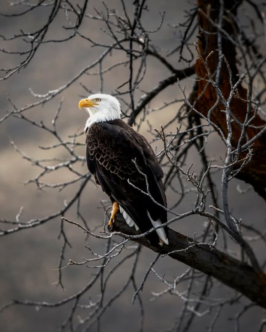 Majestic bald eagle perched on a bare tree branch in Wenatchee, showcasing wildlife beauty.
