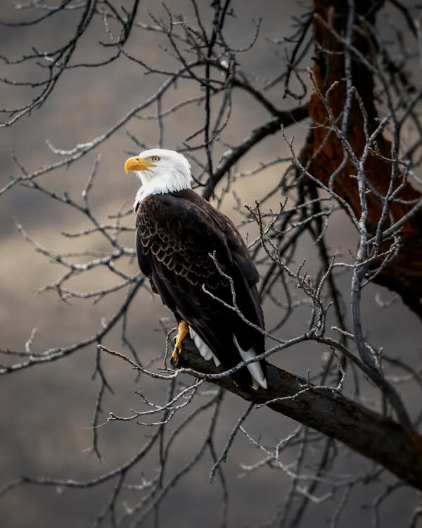 Белый и коричневый орел на коричневой ветке дерева