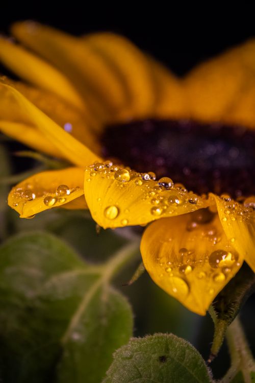 Free Vibrant yellow sunflower petals covered in dew, captured in Blumenau, Brasil. Stock Photo
