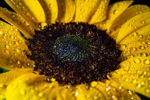 Free Detailed macro shot of a sunflower with water droplets, showcasing vibrant yellow petals. Stock Photo