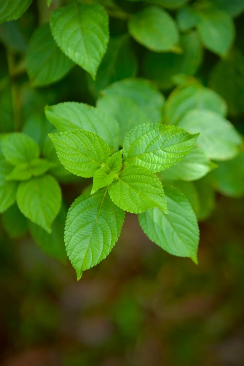 Free A detailed close-up shot highlighting the intricate details of lush green leaves in natural sunlight. Stock Photo