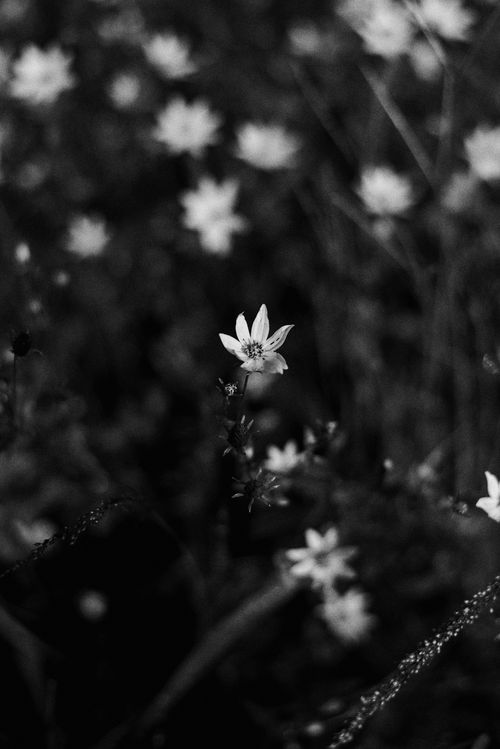 Free Monochrome image of a flower capturing natural beauty in Jos, Nigeria. Stock Photo