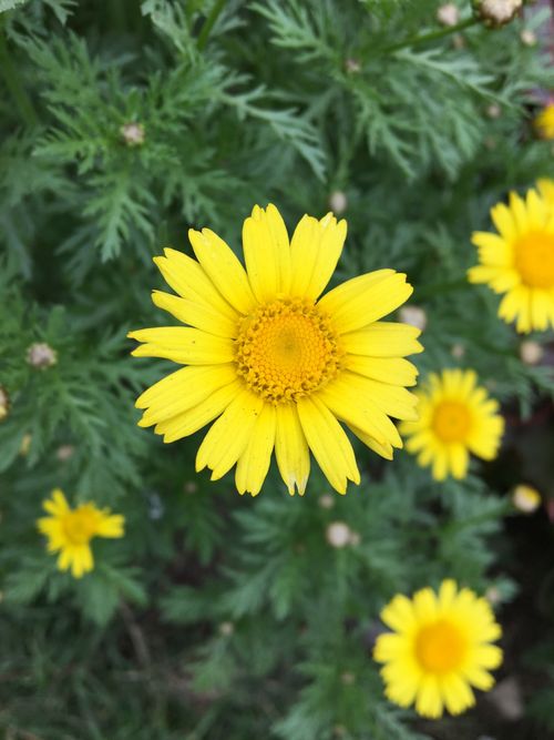 Free A vibrant display of blooming yellow daisies with lush green foliage captured outdoors. Stock Photo