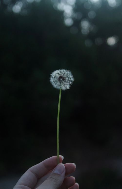 Free Hand holding a dandelion against a dark, blurred background creating a moody atmosphere. Stock Photo