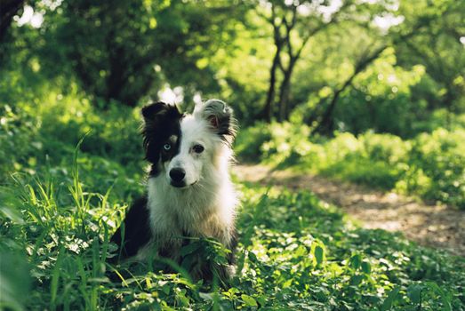 A Border Collie dog enjoying the sunshine in a lush, green forest setting.