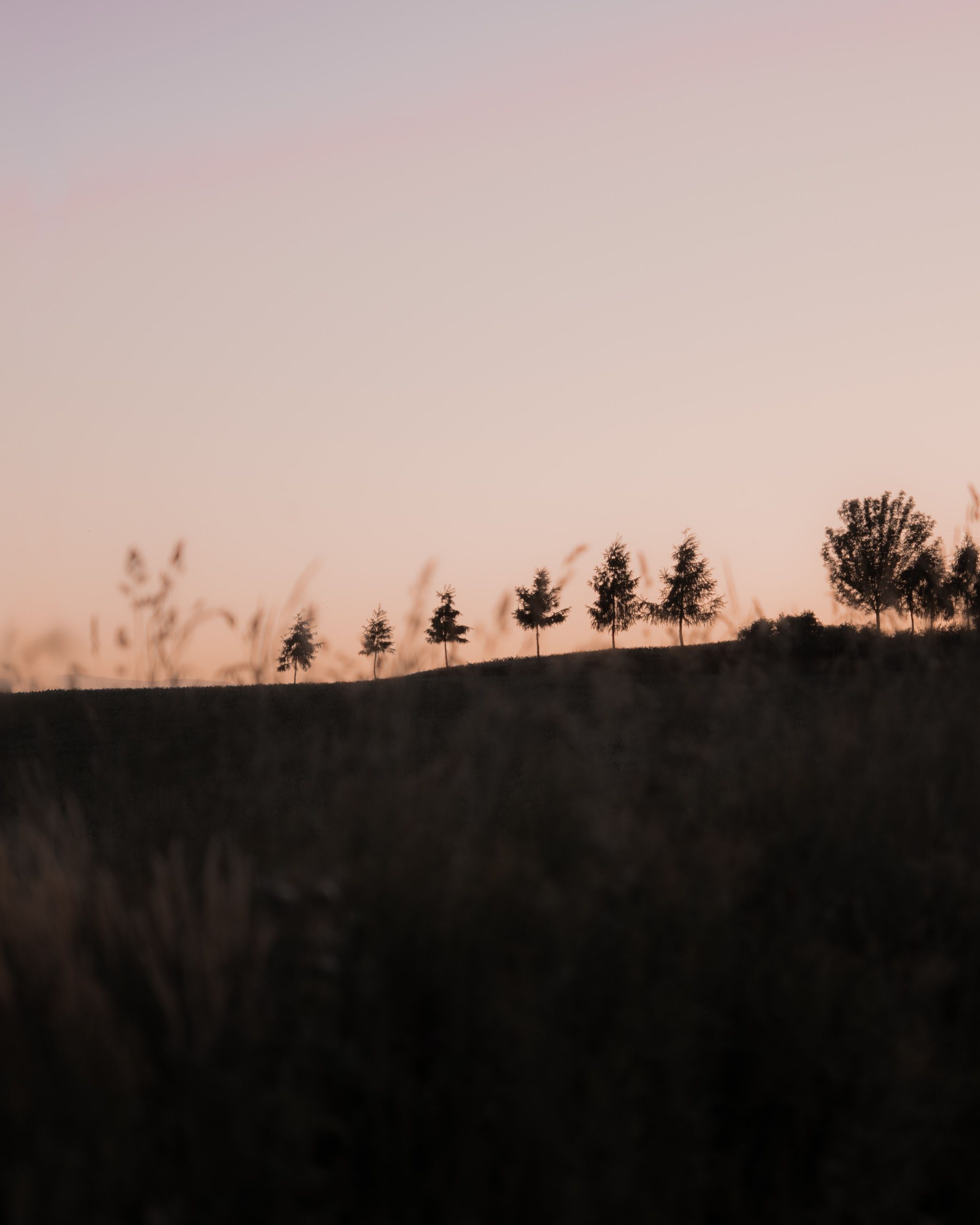 A peaceful twilight scene featuring silhouetted trees on a rolling hill in Austria at sunset.