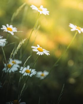 Beautiful daisies capture the essence of summer in an Austrian meadow, glowing under soft sunlight.