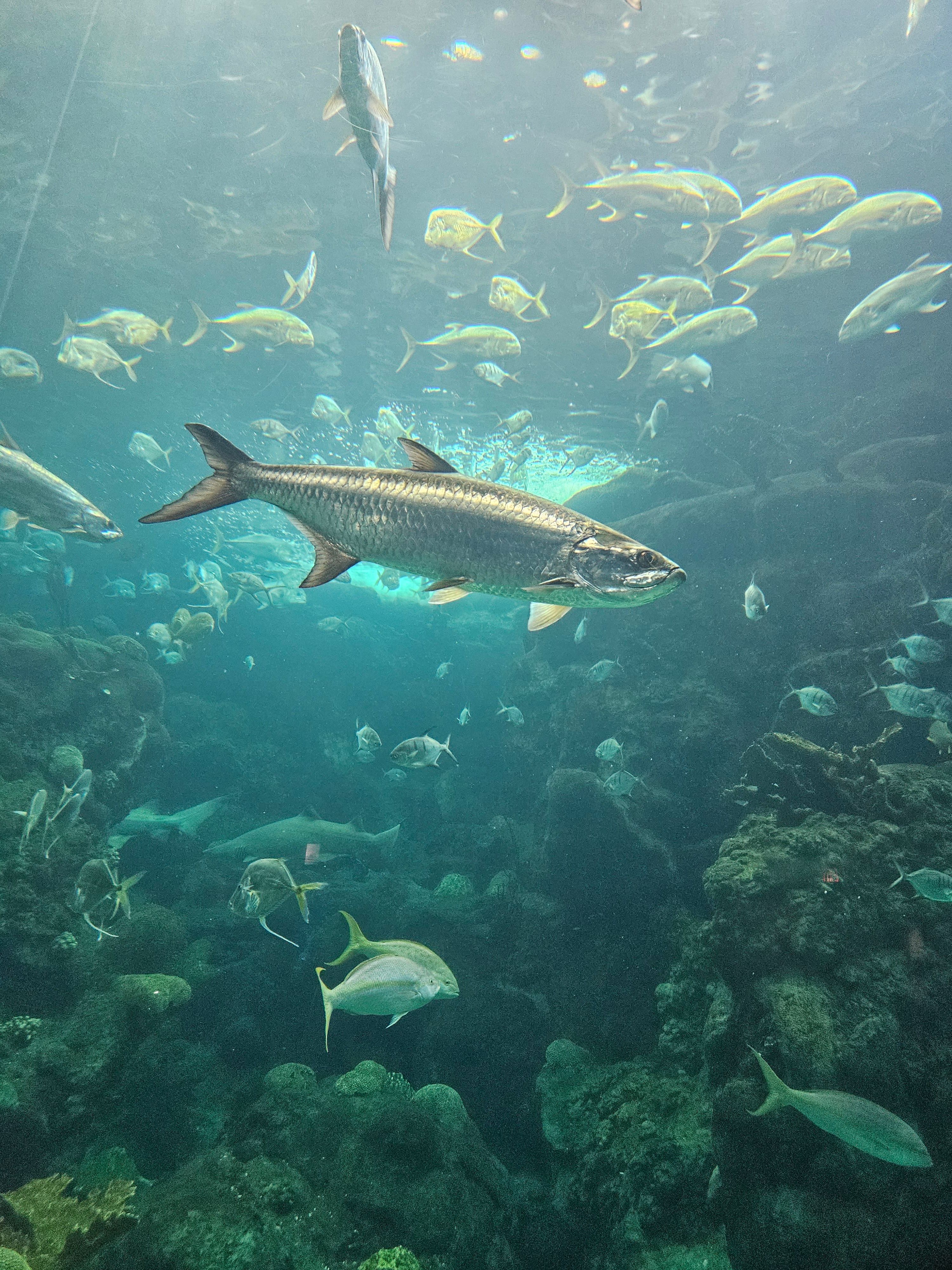 How To Catch Tarpon