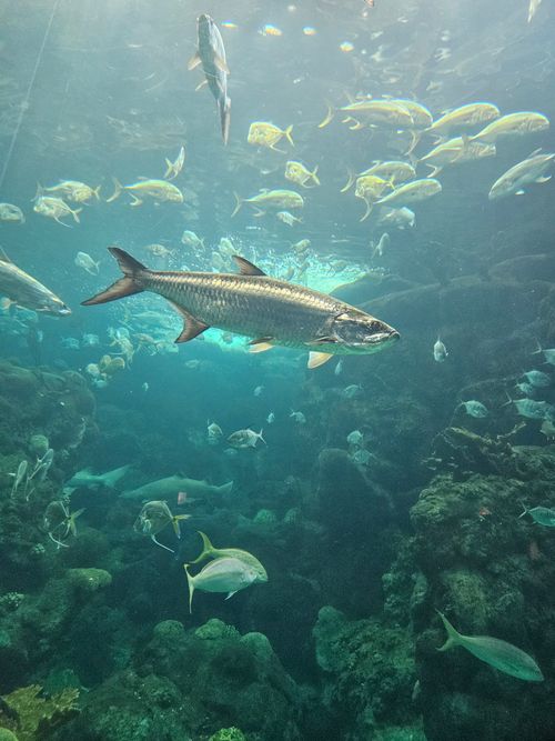 Free A diverse collection of fish swimming in the aquarium at Tampa, showcasing vibrant marine life. Stock Photo