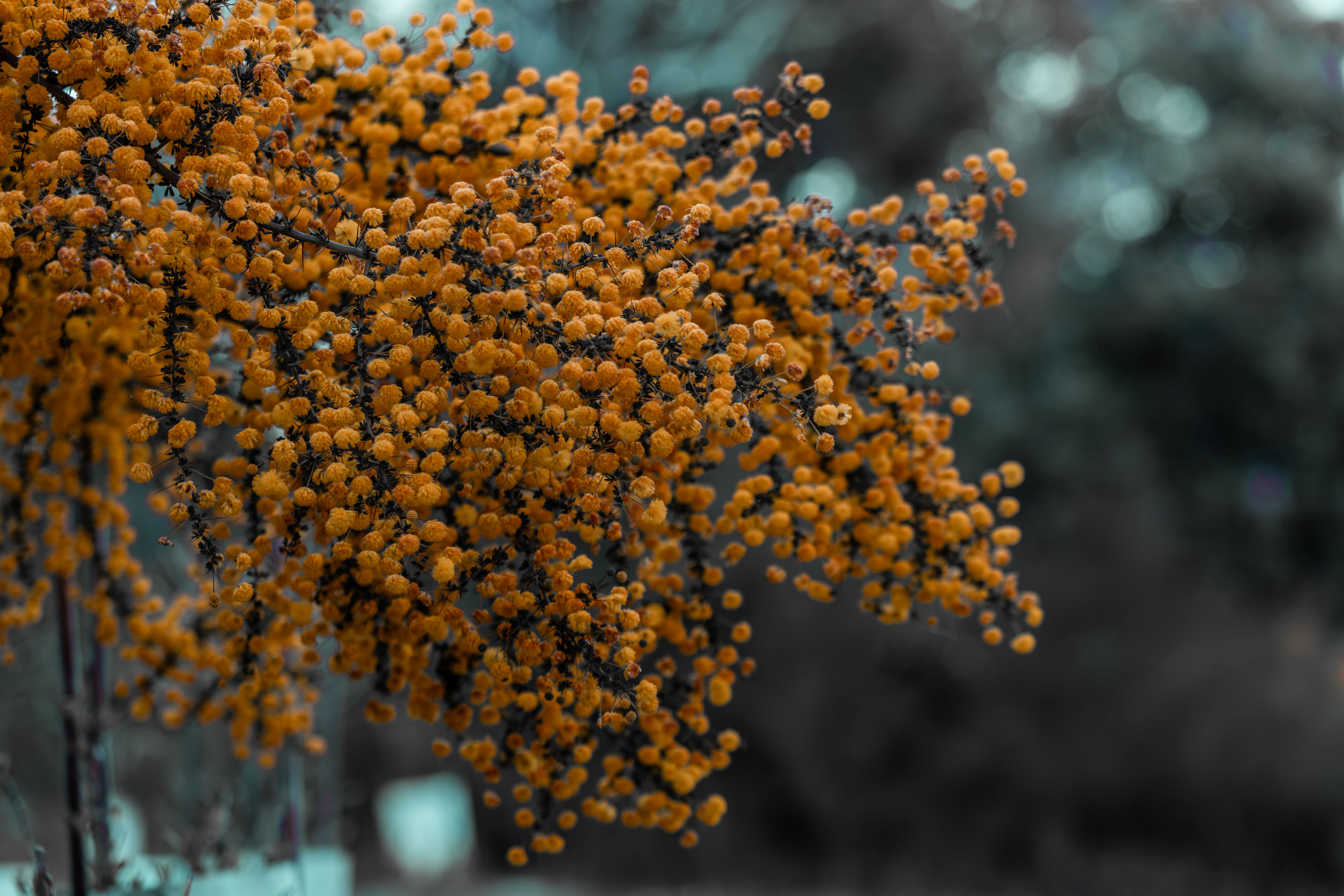 Vibrant orange Acacia flowers in full bloom captured at Bibra Lake, WA.