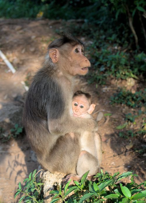 Free A bonnet macaque mother lovingly cradles her baby amidst a lush forest setting. Captured in vivid detail. Stock Photo
