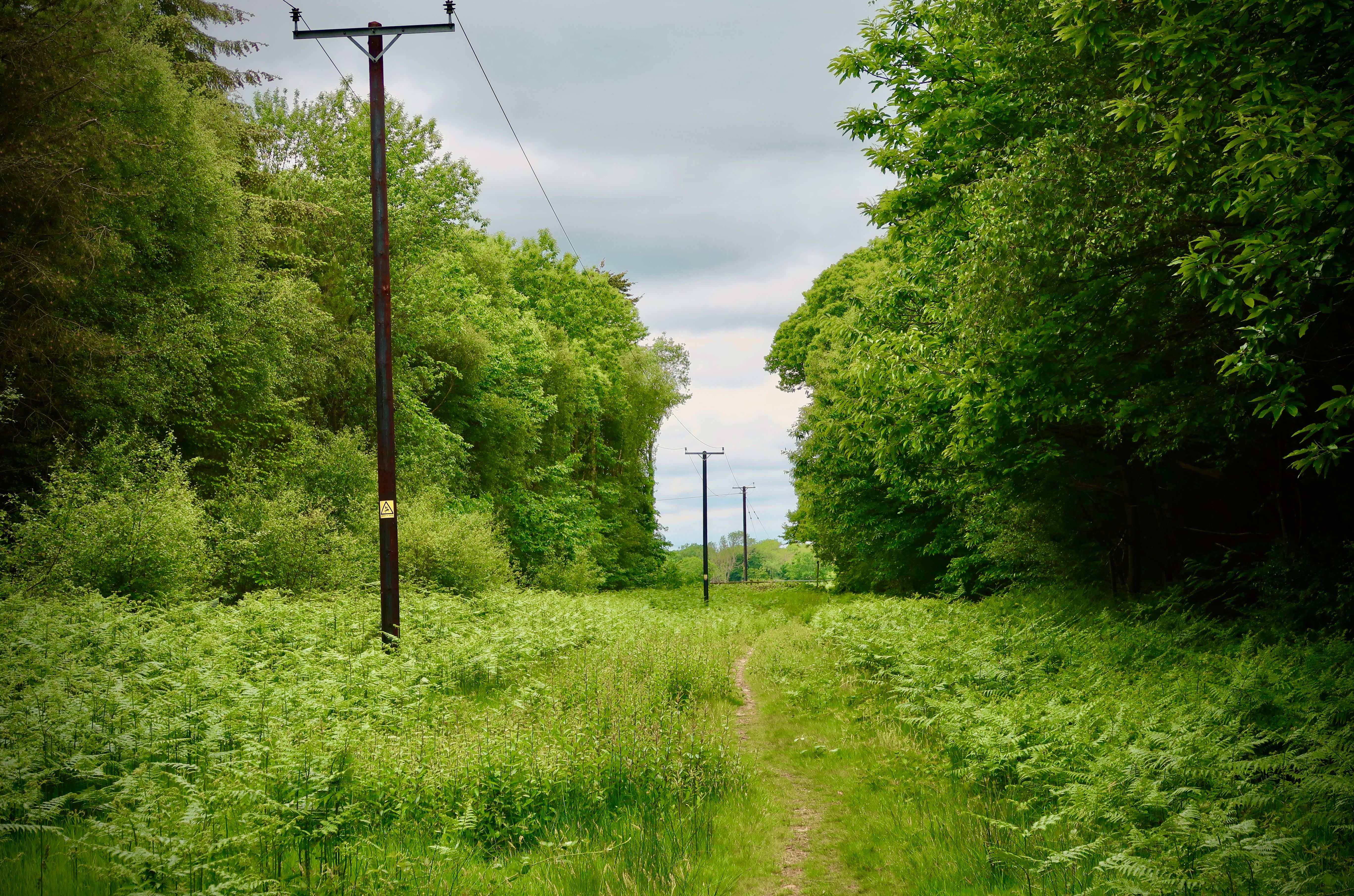 Sauropod Trackway Trail