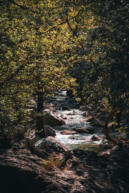 Free A tranquil stream flows over rocks in a lush forest setting, showcasing vibrant natural beauty. Stock Photo