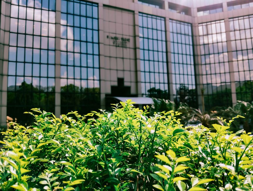 benefits of plants in commercial offices