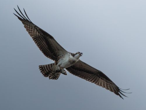 Free A powerful osprey soaring through the sky, demonstrating grace and strength in mid-flight. Stock Photo