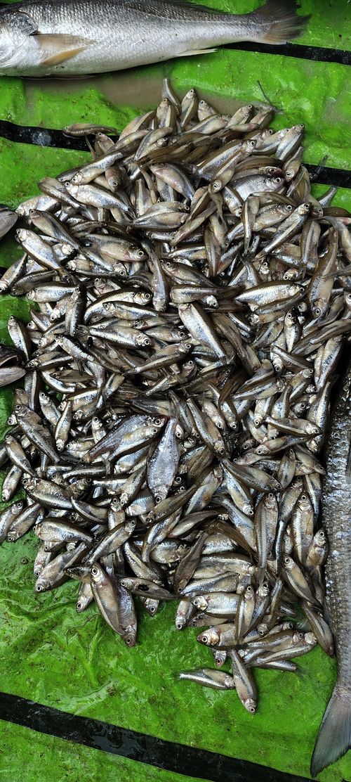 Free stock photo of beautiful fish, coastal fishing, kolkata Stock Photo
