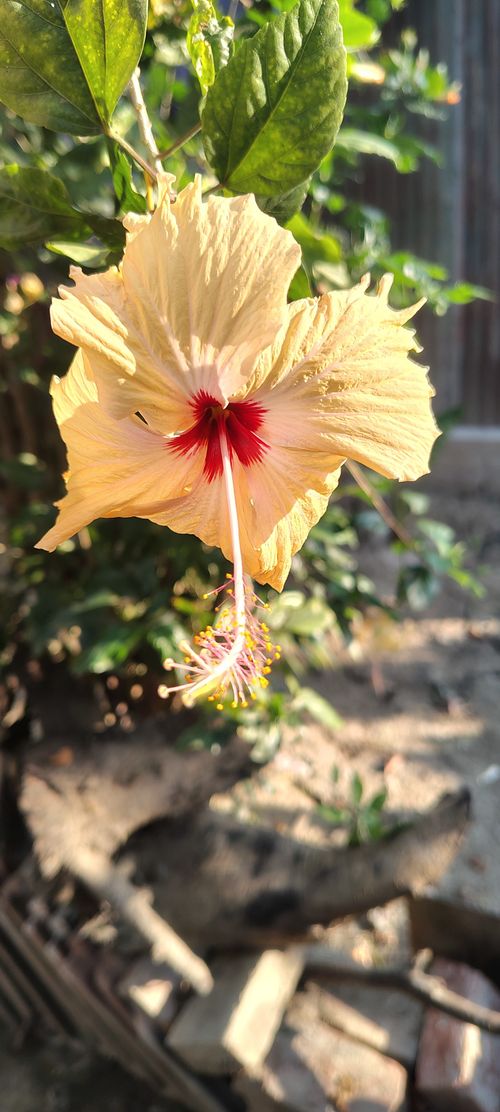 Free stock photo of abstract flower Stock Photo