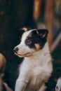 一只可爱的边境牧羊犬小狗坐在户外，在自然光线下好奇地张望着