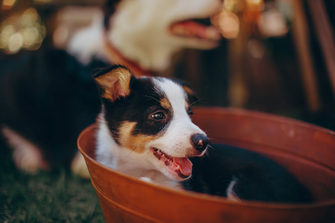 Black And White Border Collie Puppy In A Bucket · Free Stock Photo