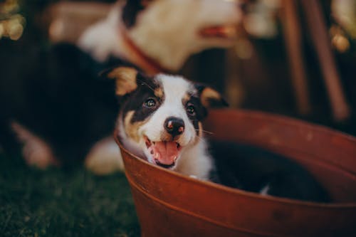 Free Black And White Border Collie Puppy In A Bucket Stock Photo