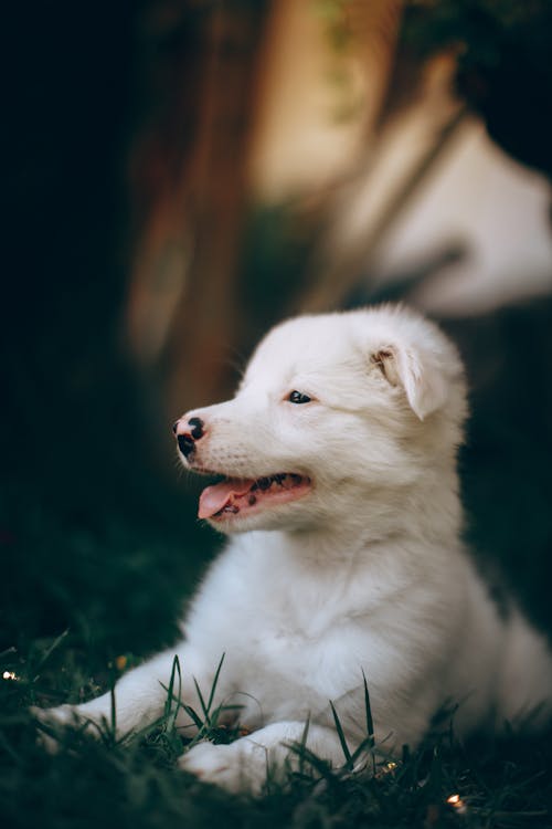 Chiot Portant Sur L'herbe