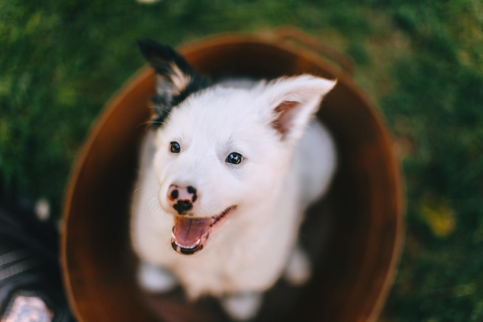 Un mélange de Border Collie blanc et noir