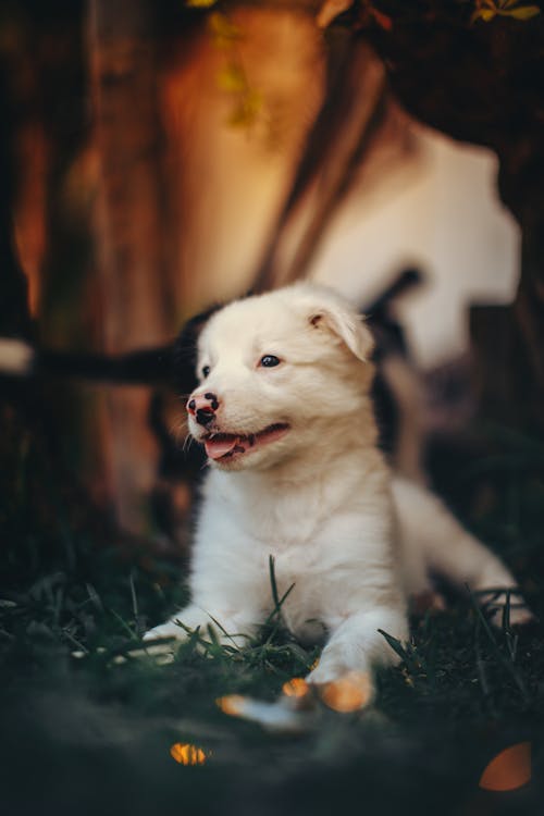 Free White Short Coated Puppy On Green Grass Stock Photo