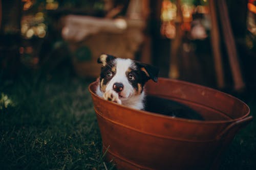 Black And White Border Collie Puppy In A Bucket