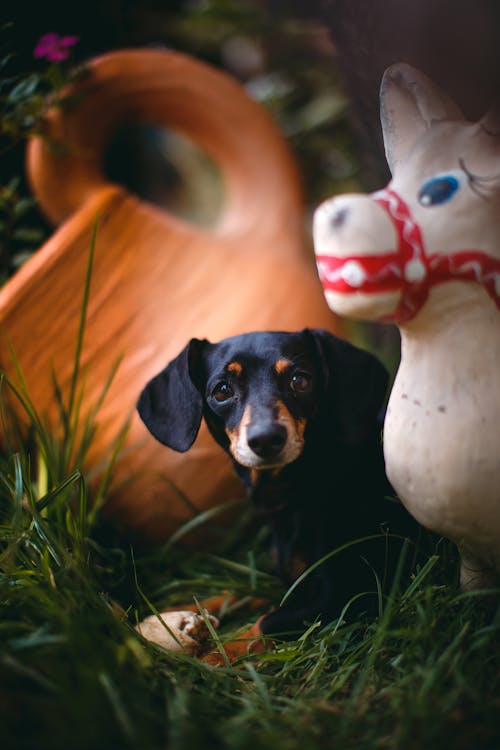 Free Black And Brown Dachshund Puppy On Green Grass Field Stock Photo