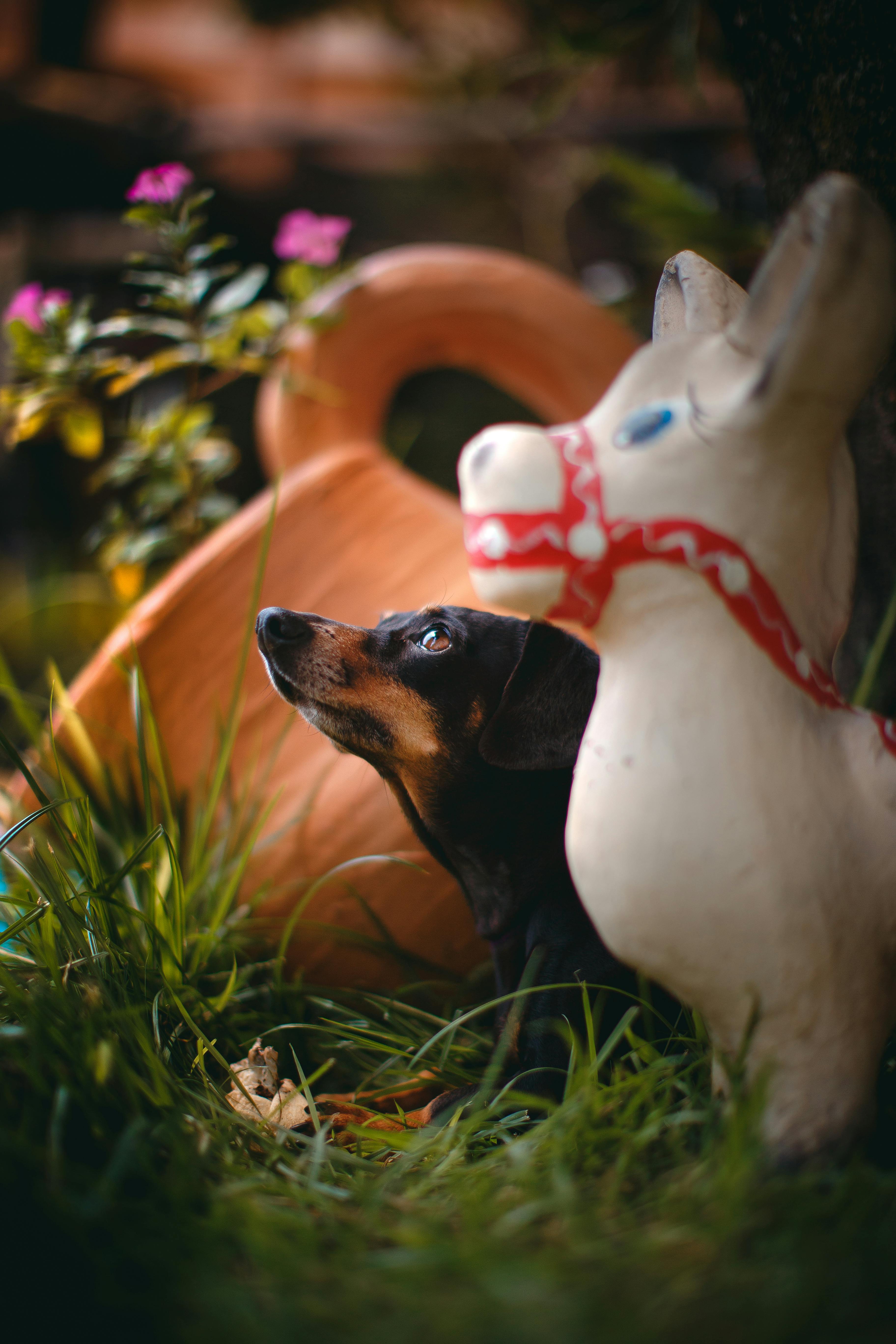 Side view of badger dog lying on grass between garden decorations against flowers and looking up in daylight