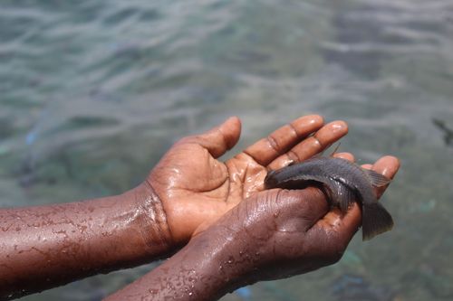 Free A close-up of hands gently holding a small fish above the water, reflecting a connection with nature. Stock Photo