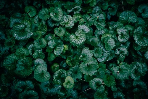 Free A close-up view of lush green ground ivy leaves, showcasing the texture and freshness of nature. Stock Photo