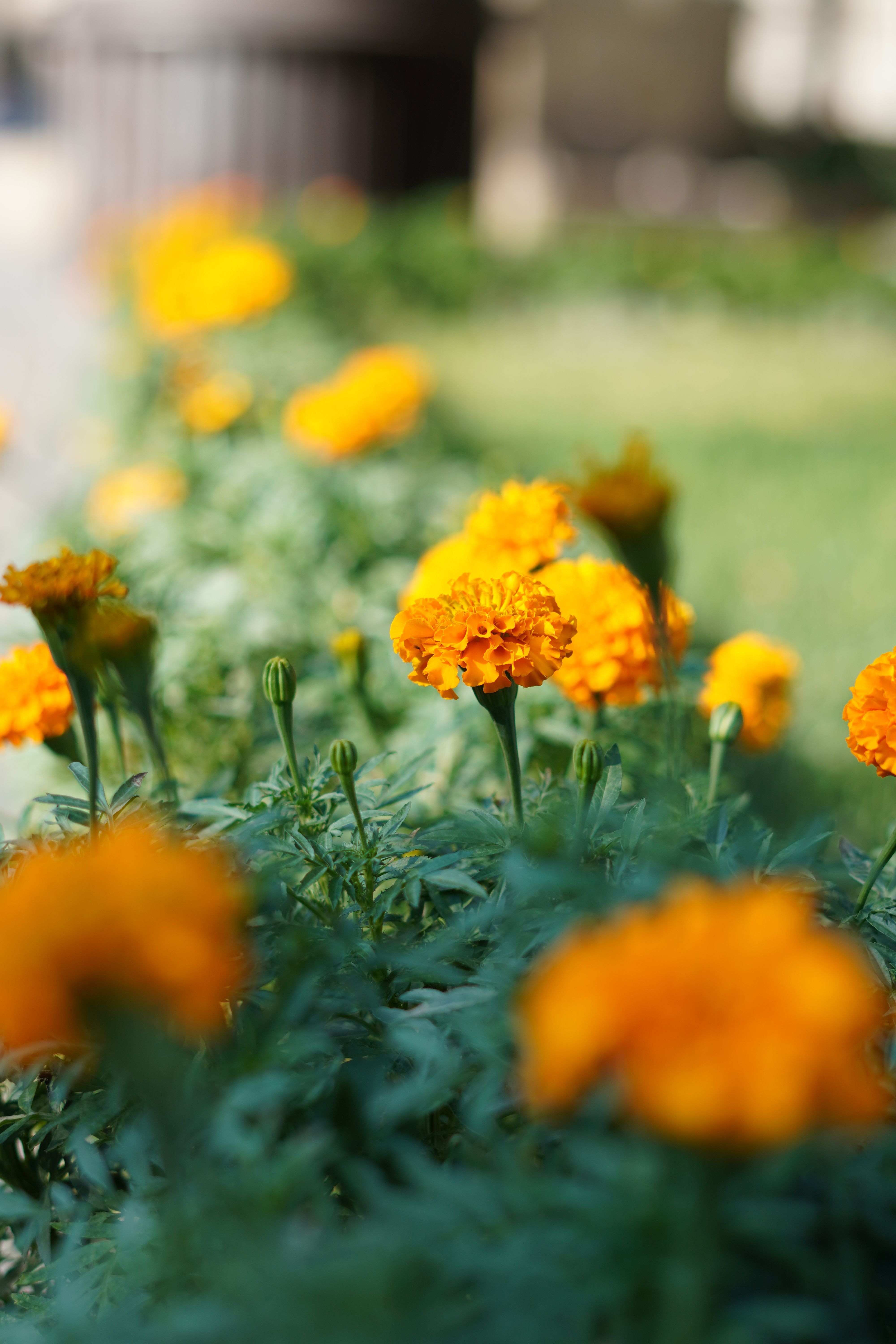 [ColoSach]-close-up-of-orange-marigolds-blooming-in-a-baku-park-during-summer.