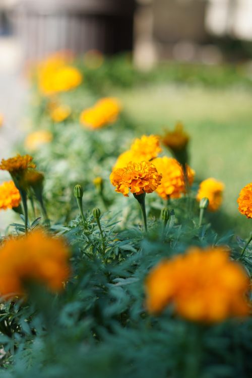 Free Close-up of orange marigolds blooming in a Baku park during summer. Stock Photo