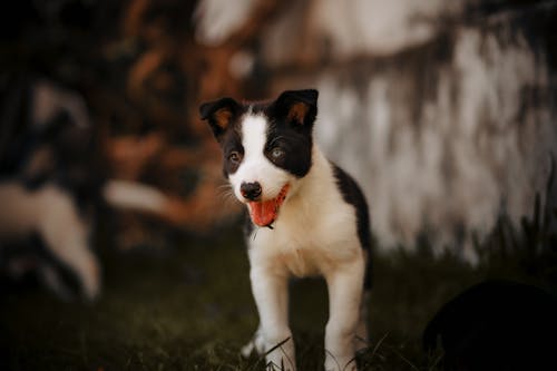 Foto profissional grátis de adorável, animal, animal de estimação