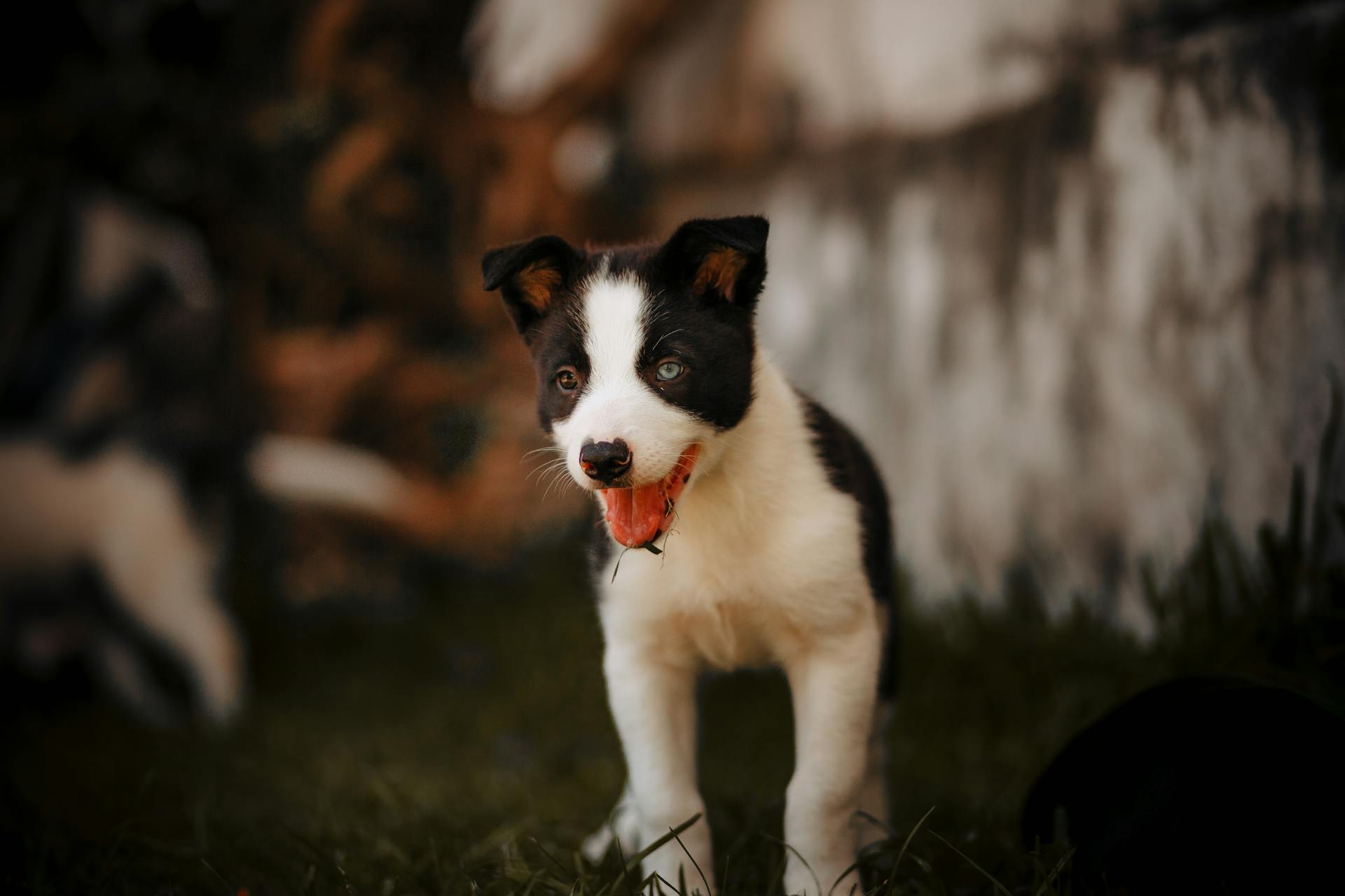 Black And White Border Collie Puppy On Green Grass