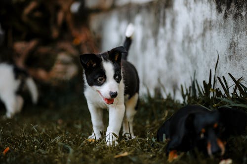 Cachorro Com Pêlo Curto Preto E Branco Na Grama Verde