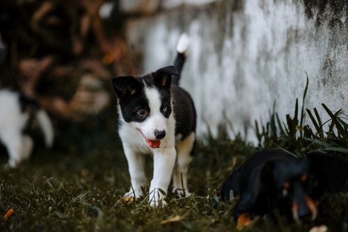 Free Adorable puppy playing outdoors on a grassy field, showcasing joy and playfulness. Stock Photo