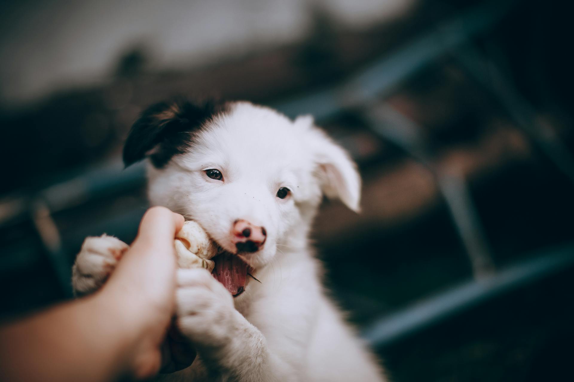 Vit och svart bordercollie-valp