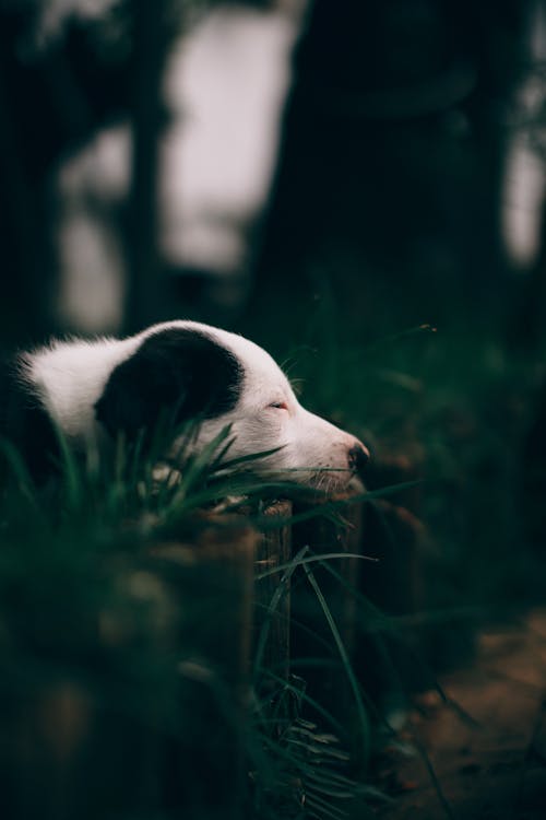 Free Dog On Grass  Stock Photo